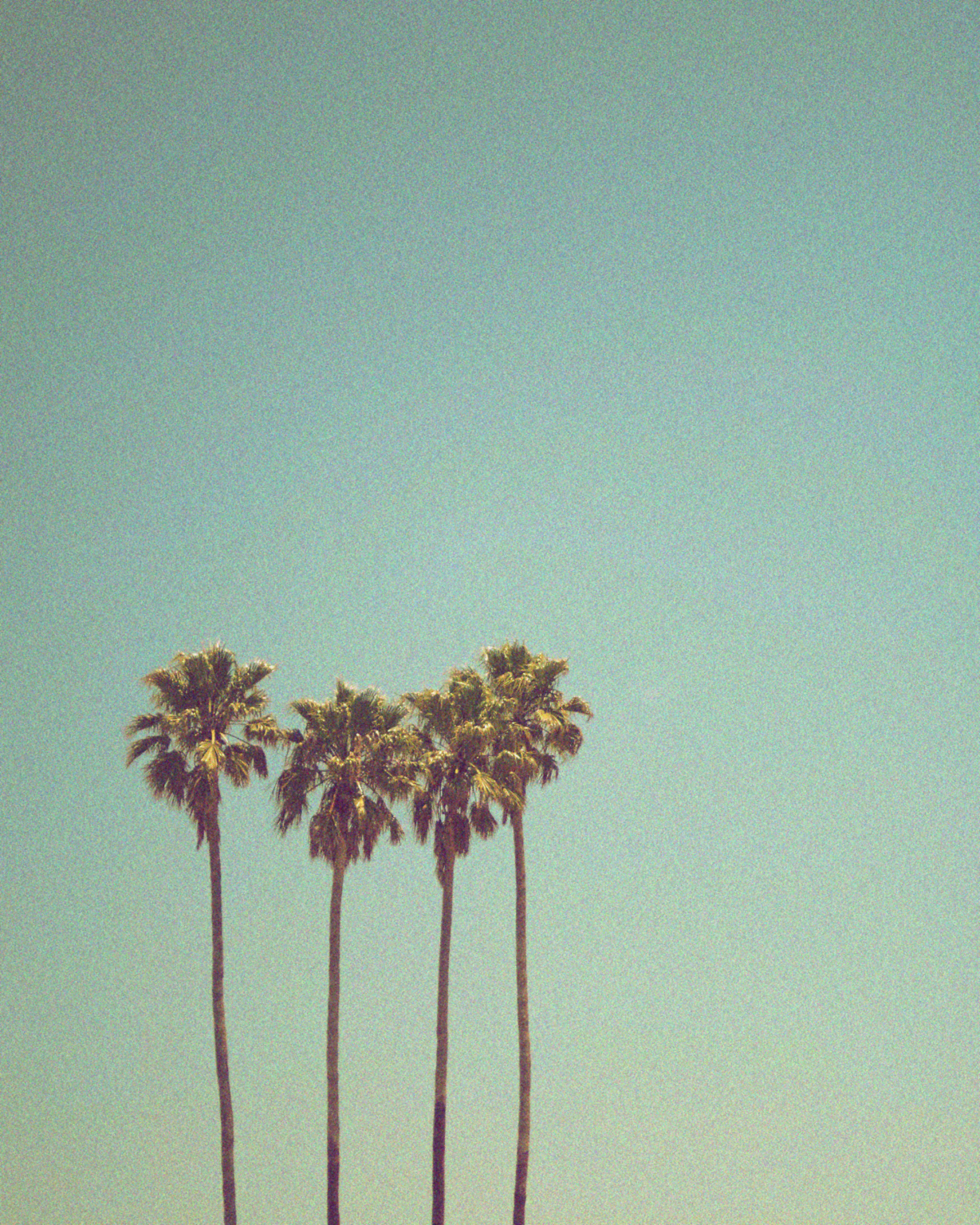 Das Bild zeigt vier Palmen, die nebeneinander hoch in den blauen Himmel wachsen.